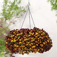 Pansy Plants - Cool Wave Fire