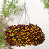 Pansy Plants - Cool Wave Fire