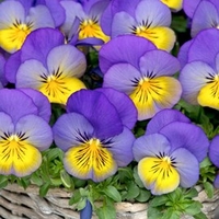 Pansy Plants - Cool Wave Morpho