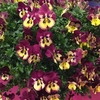 Pansy Plants - Cool Wave Raspberry Swirl