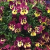 Pansy Plants - Cool Wave Raspberry Swirl