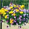 Pansy Plants - F1 Babbling Brook