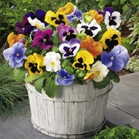 Pansy Plants - F1 Select Mix