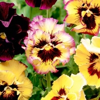 Pansy Plants - Fizzy Lemonberry