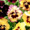 Pansy Plants - Fizzy Lemonberry