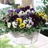Pansy Plants - Frizzle Sizzle Mixed