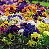 Pansy Plants - Matrix Mixed