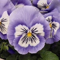 Pansy Plants - Mystique Blue Halo