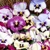 Pansy Plants - Raspberry Floral Days