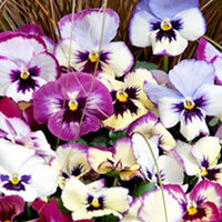 Pansy Plants - Raspberry Floral Days