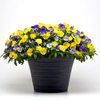 Pansy Plants - Sunny Skies