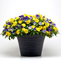 Pansy Plants - Sunny Skies
