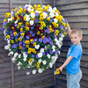 Pansy Plants - Trailing Balconita