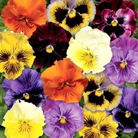 Pansy Plants Frizzle Sizzle