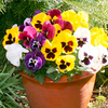 Pansy Seeds - Cassius Mixed F1