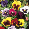 Pansy Seeds - Giant Fancy Mix