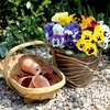 Pansy Seeds - Winter Cheer F1