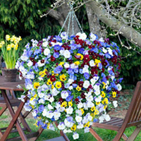 Pansy Trailing (<i>Viola x wittrockiana</i>) Balconita Plants