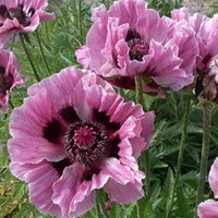 Papaver Bulbs - Manhattan