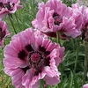 Papaver Bulbs - Manhattan
