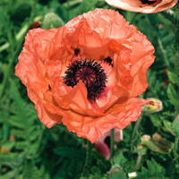 Papaver Bulbs - Orange Glow