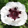 Papaver Bulbs - Snow Goose