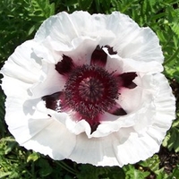 Papaver Bulbs - Snow Goose