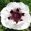 Papaver Bulbs - Snow Goose