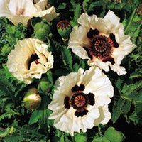 Papaver orientalis Plant - Checkers