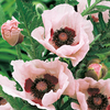 Papaver orientalis Plant - Coral Reef