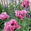 Papaver Plant - Pink Perfection