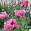 Papaver Plants - Pink Perfection