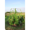 Parasol Plant Support