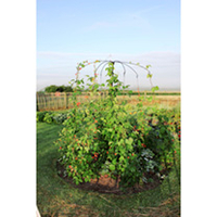 Parasol Plant Support