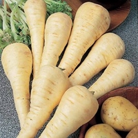 Parsnip Seeds - Gladiator F1