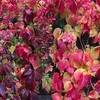 Parthenocissus henryana Plant 2 Litre Pot x 1