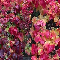 Parthenocissus henryana Plant 2 Litre Pot x 1