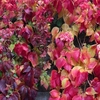 Parthenocissus henryana Plant
