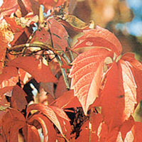 Parthenocissus Plant - Quinquefolia