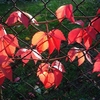 Parthenocissus quinquefolia Plant - Engelmannii