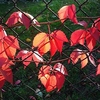 Parthenocissus quinquefolia Plant - Engelmannii