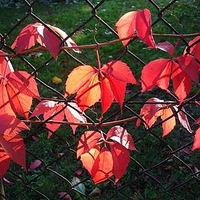 Parthenocissus quinquefolia Plant - Engelmannii
