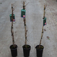 Parthenocissus quinquefolia Plant - Troki Redwall