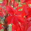 Parthenocissus quinquefolia Plant 2 Litre Pot x 1