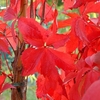 Parthenocissus quinquefolia Plant