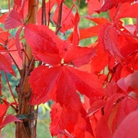 Parthenocissus quinquefolia Plant