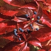 Parthenocissus tricuspidata Plant - Green Spring