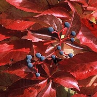 Parthenocissus tricuspidata Plant - Green Spring