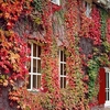 Parthenocissus tricuspidata Plant - Veitchii