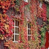 Parthenocissus tricuspidata Plant – Veitchii